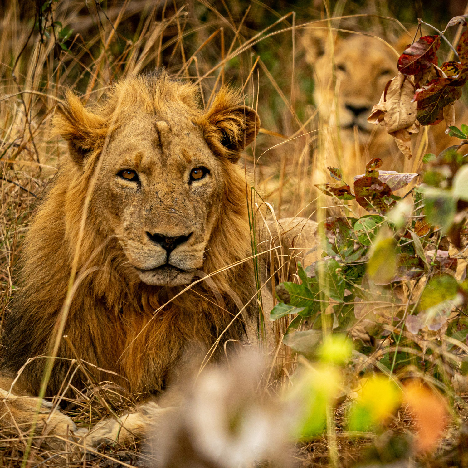Luambe National Park: Protecting the species of lions