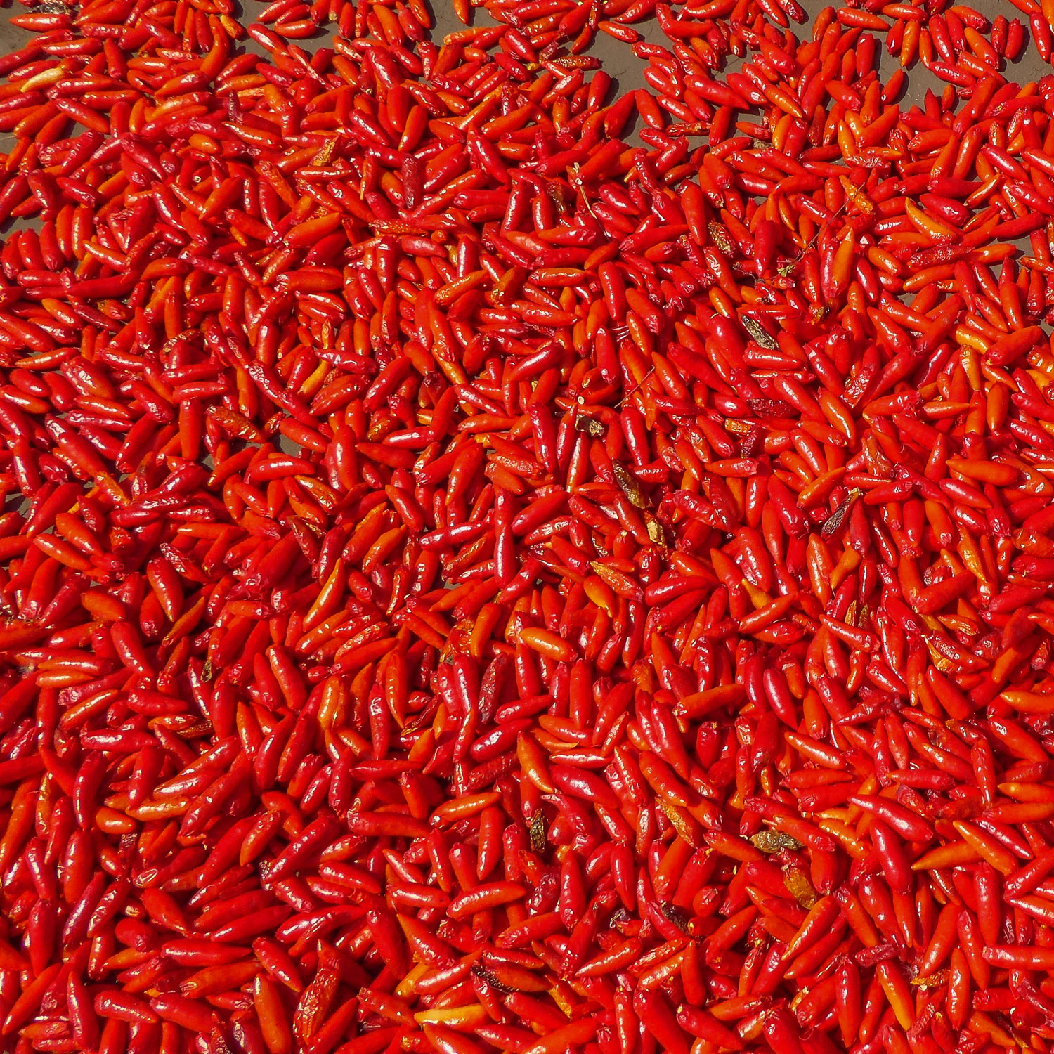 Chili Cultivation