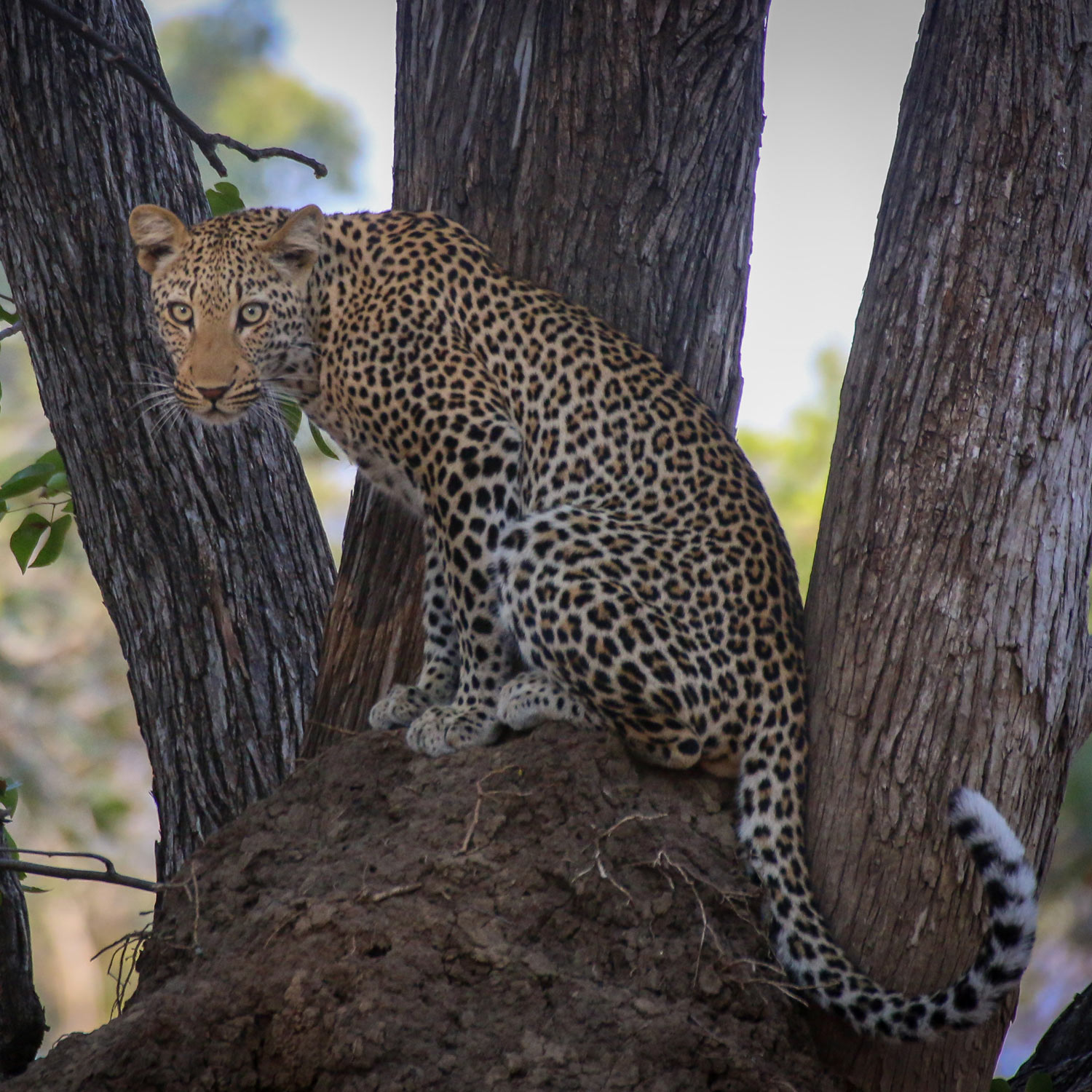 Luambe Nationalpark: Artenschutz der Leoparden