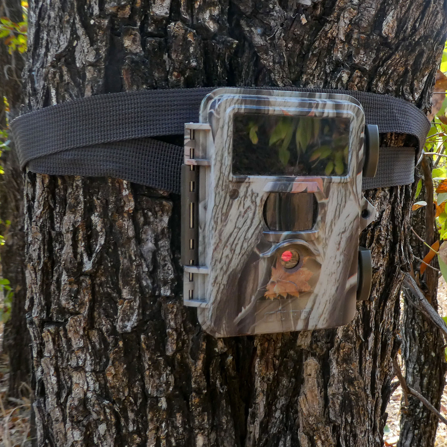 Inventory by means of camera traps