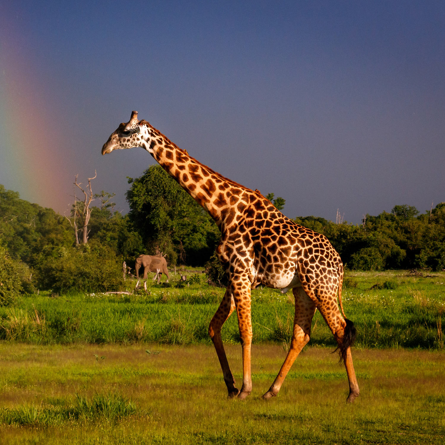 Luambe Nationalpark: Artenschutz der Giraffen