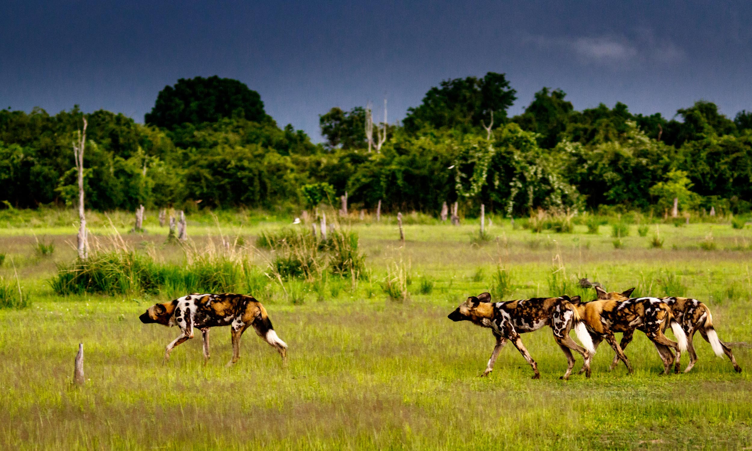 Luambe Nationalpark: Artenschutz der Wildhunde