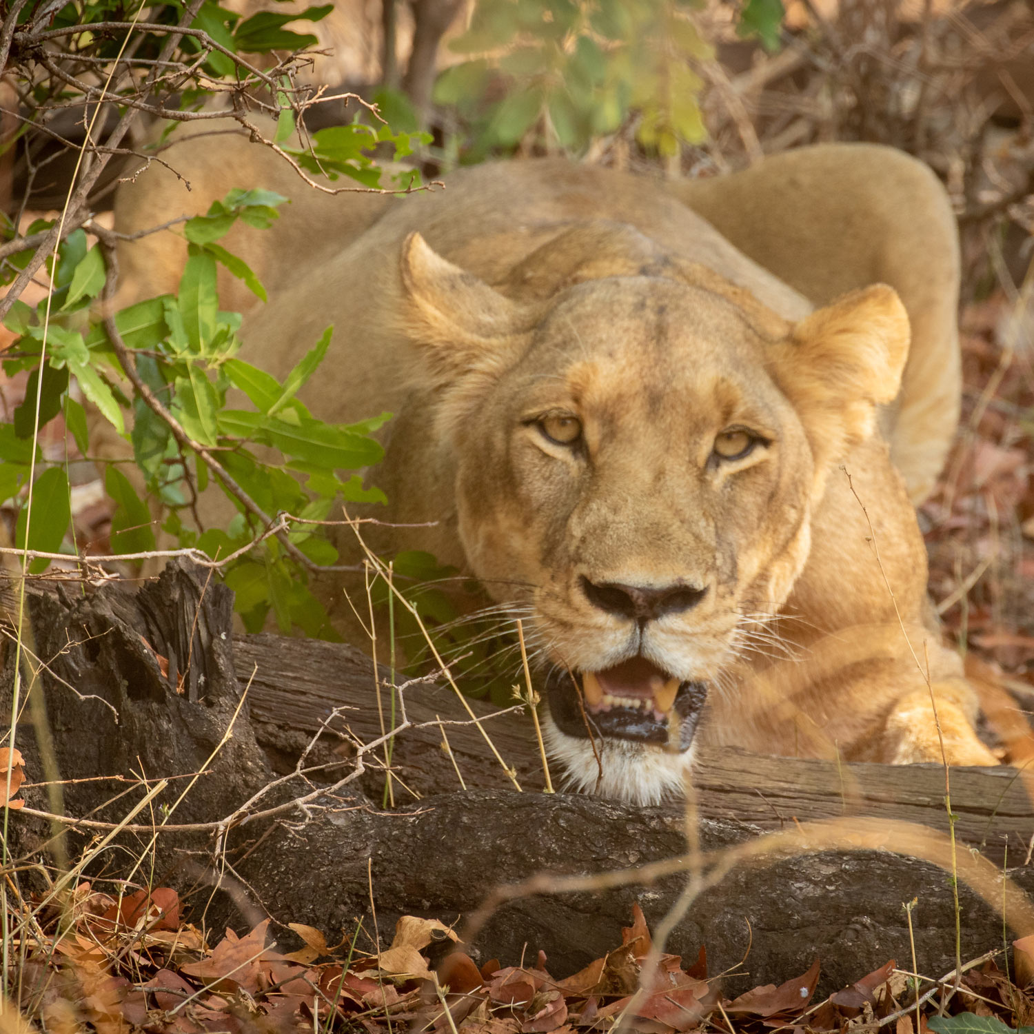Luambe Nationalpark: Artenschutz der Löwen