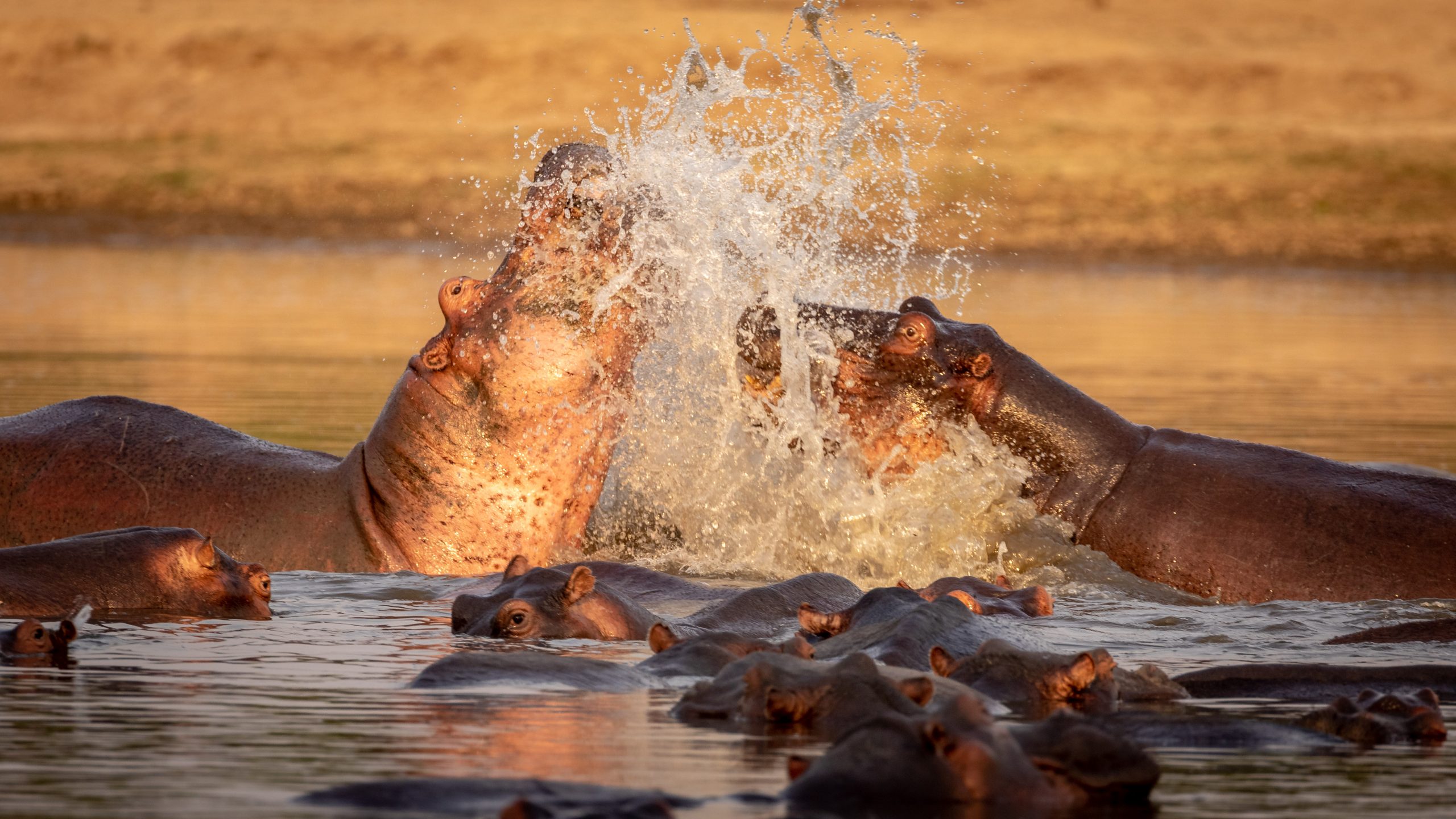 Hippopotamus fighting in Luangwa River in Zambia
